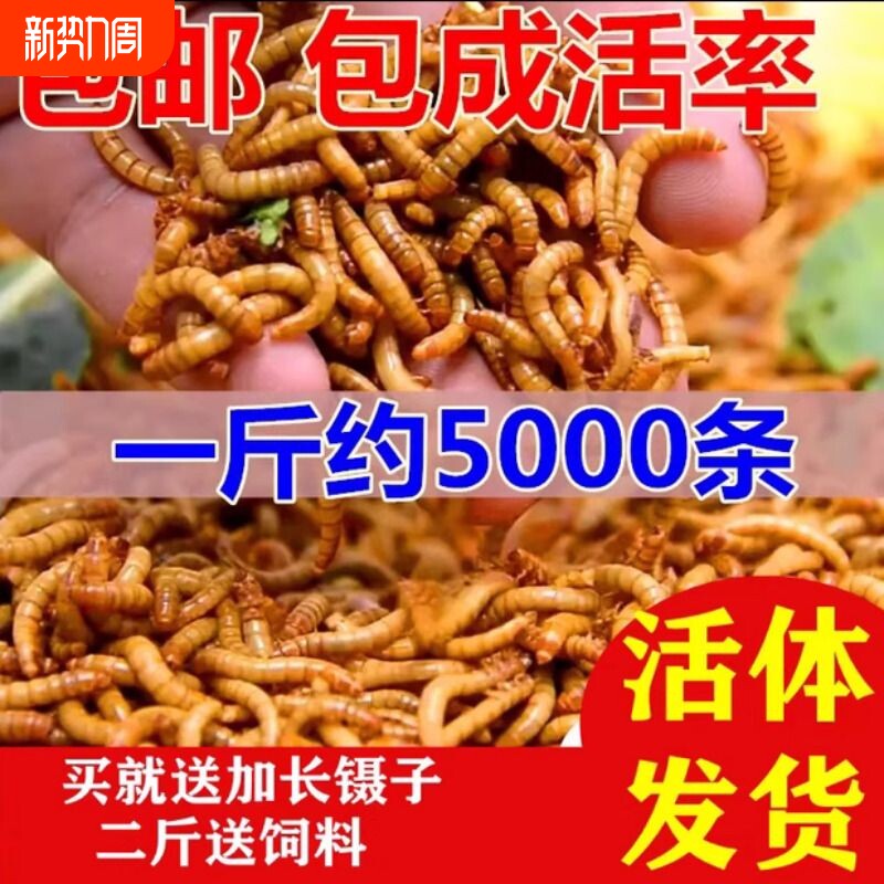 面包虫活体 黄粉虫活虫 鹦鹉鱼 金龙鱼 乌龟 画眉鸟石蛙饲料包邮