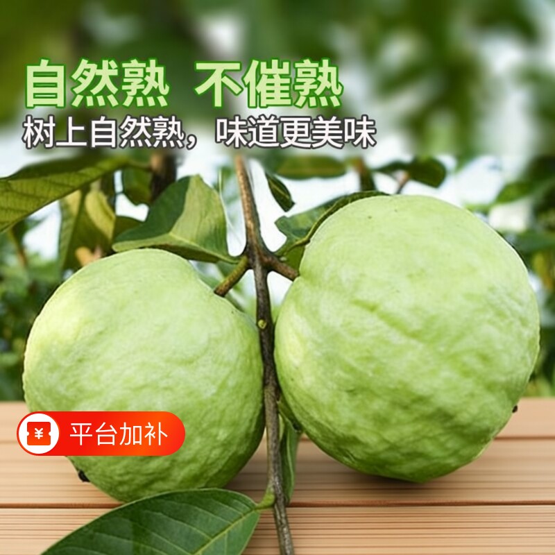 广东脆口珍珠白心芭乐新鲜现摘现发番石榴脆甜爽脆清甜新鲜水果