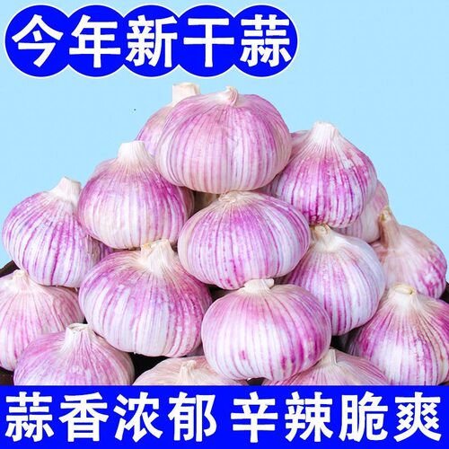 干蒜金乡精品新干蒜头紫白皮