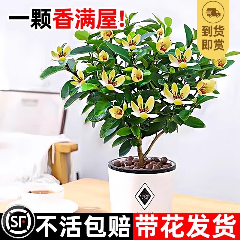 含笑花盆栽树苗带花苞浓香型桂花卉室内外阳台庭院桂花苗四季开花