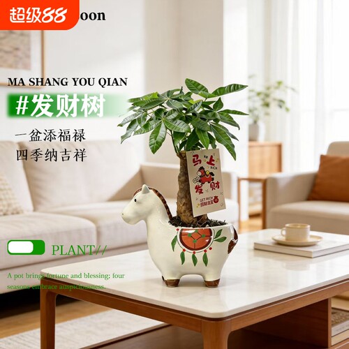 马上发财盆栽客厅招财树植物办公室内桌面绿植花创意手绘马花盆