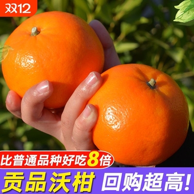 广西沃柑现摘现发高山砂糖橘当季新鲜橘子时令孕妇水果纯甜蜜柑橘