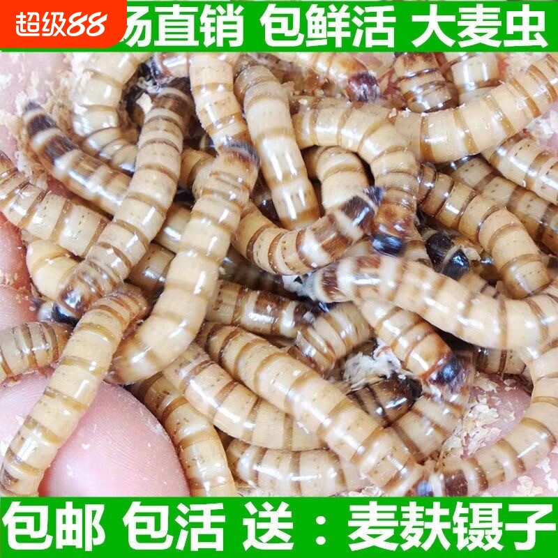 大麦虫活虫鲜活面包虫大号黄粉虫金龙鱼鱼食八哥画眉鸟食活体虫子