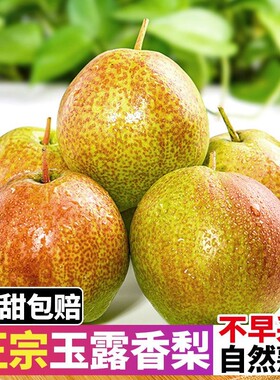 【酥脆多汁】正宗玉露香梨新鲜梨子水果薄皮当季应季非库尔勒包邮