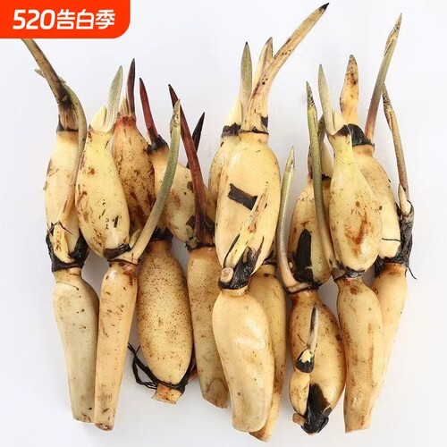 大型荷花藕苗大叶大花荷花苗高产盆栽莲花可食用观赏水培阳台