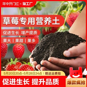 草莓专用营养土瓜果树通用土壤草莓盆栽种植土阳台有机土肥料批发