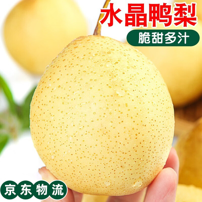 正宗水晶鸭梨新鲜水果时令当季整箱梨子新鲜雪梨鸭梨山东河北10斤