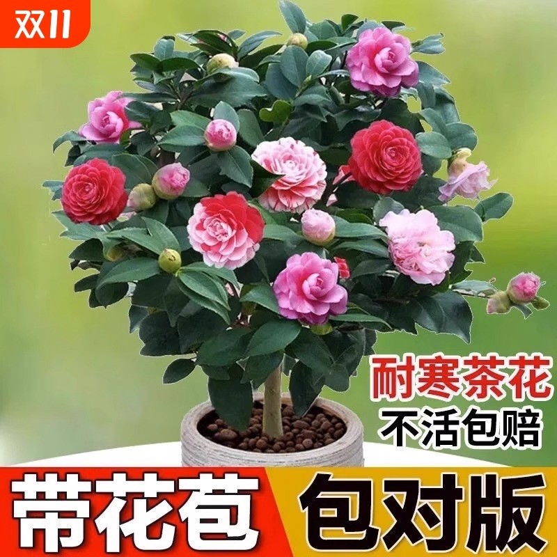 山茶花树苗五色赤丹盆栽花卉绿植物玫瑰花好养四季种开花阳台耐寒