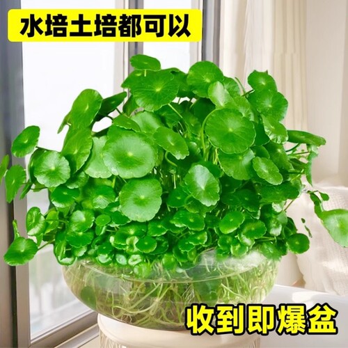 铜钱草水培植物大叶金钱草籽客厅绿植室内盆栽办公室花卉四季好养