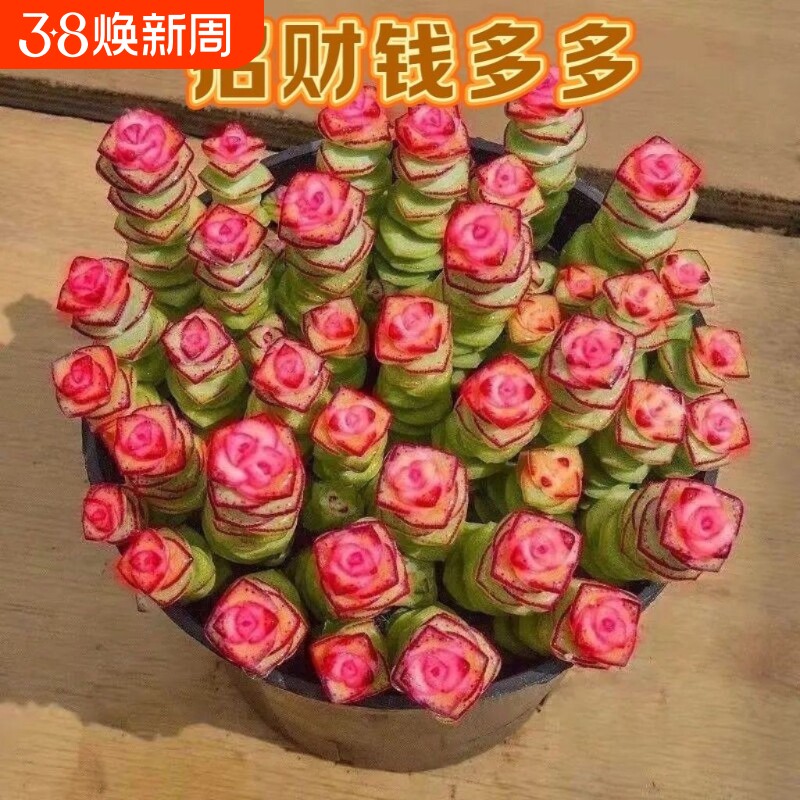 彩色钱串锦多肉植物室内新手好养肉肉红心钱串子稀有品种盆栽花卉
