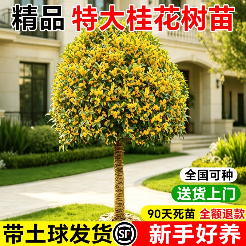 金桂丹桂嫁接矮桩桂花树苗图片