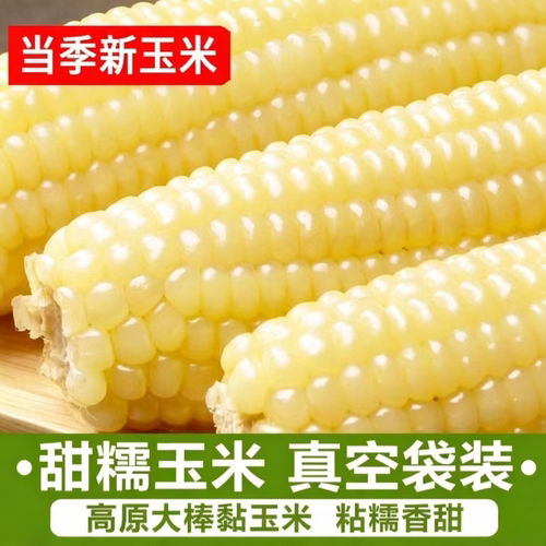 东北白糯玉米甜糯粘玉米棒真空包装黏玉米新鲜玉米真空装香甜买菜