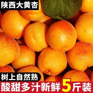 杏子新鲜水果整箱黄杏应当季孕妇酸甜脆杏整箱大果青蜜杏包邮