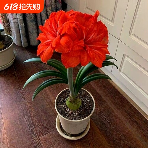 【常年开花】荷兰进口重瓣朱顶红盆栽四季开花室内阳台庭院好养活