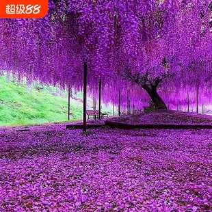 紫藤花树苗爬藤庭院花卉四季开花植物盆栽花苗藤蔓紫藤萝室外阳台