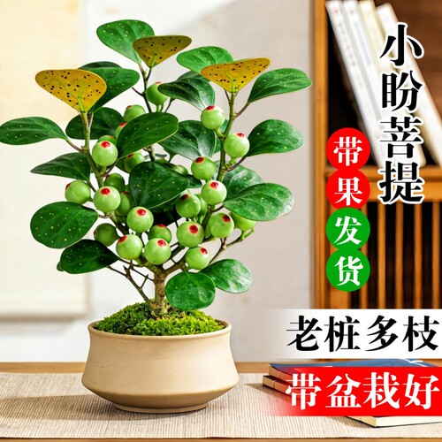 小盼菩提盆栽带果室内绿植花卉菩提树桌面好养盆景客厅办公桌老桩