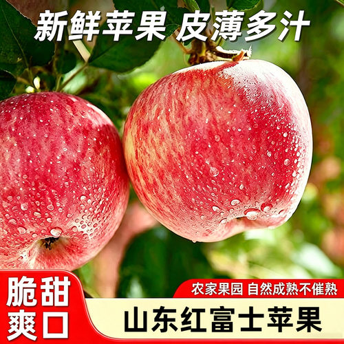 不催熟正宗山东红富士苹果脆甜冰糖心应季新鲜现摘整箱种植保存
