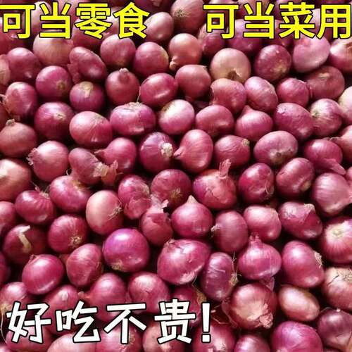 云南紫皮洋葱新鲜圆葱水果洋葱当季葱头农家自种现挖包邮 - 封面