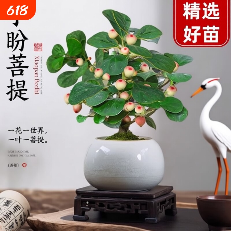 菩提树盆景小盼菩提盆栽禅意小盆栽室内绿植客厅办公桌阳台花盆