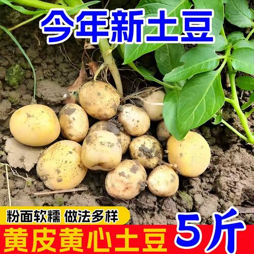 恩施农家自种新鲜小土豆