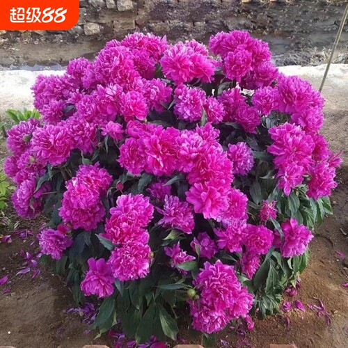 浓香型重瓣大花芍药老桩耐寒南北方种植桌面庭院阳台室内外花卉苗