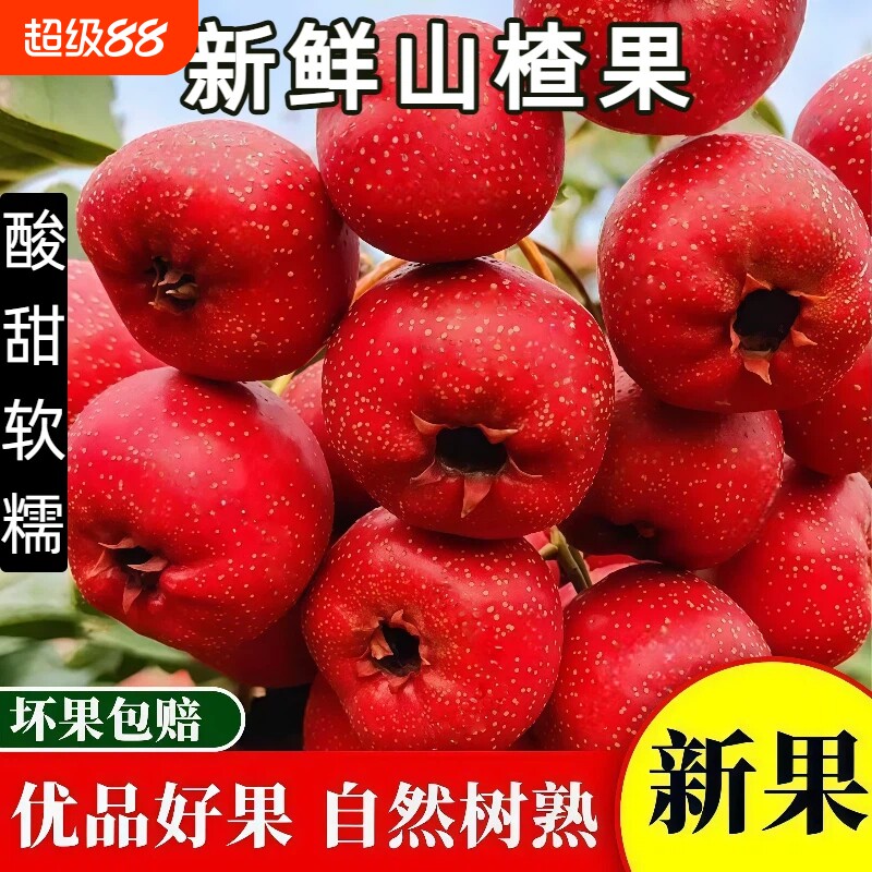 新鲜山楂果5斤水果现摘红果大山楂酸甜开胃摆摊冰糖葫芦专用包邮