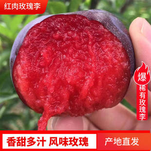 李子黑布林新鲜水果大李子红肉孕妇当季应季特产水果现摘玫瑰李子