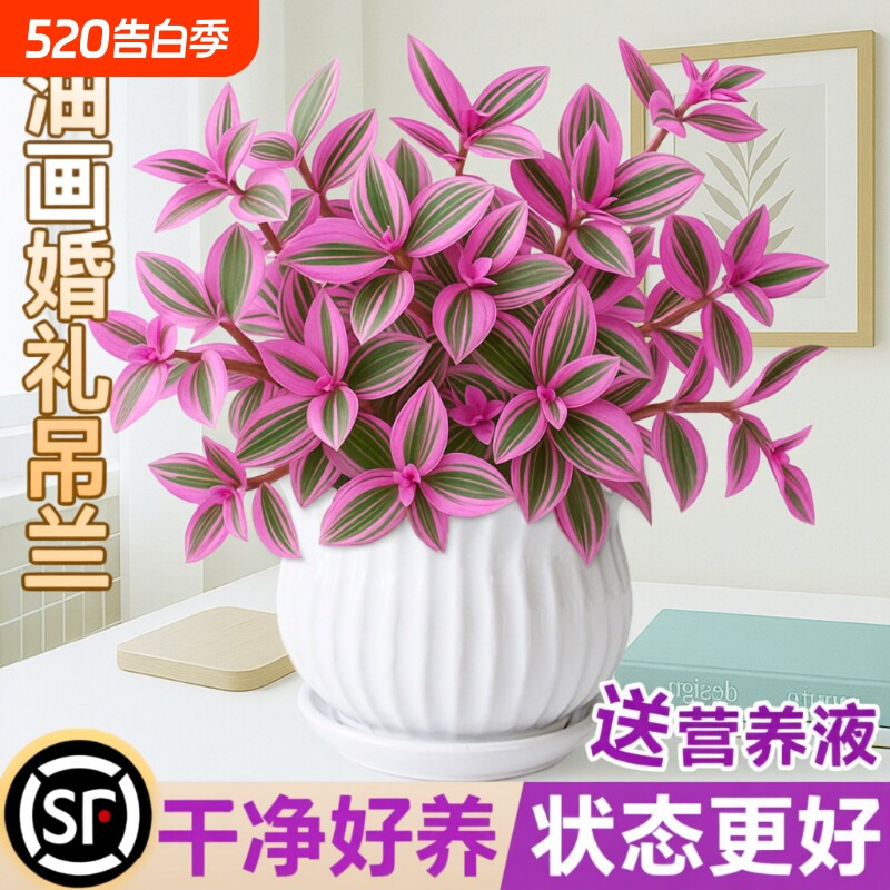 油画婚礼吊兰盆栽室内花卉绿植多肉植物锦水培客厅冬季阳台垂吊
