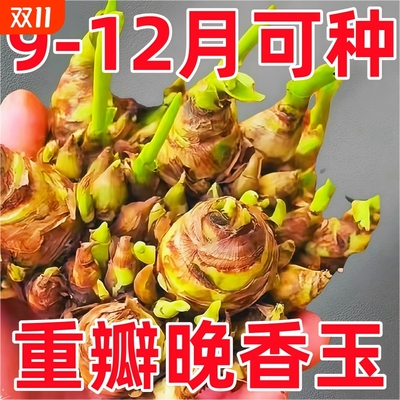 重瓣香水晚香玉种球大花浓香多年生室内花卉耐寒盆地栽绿植懒人养