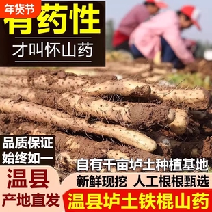温县垆土铁棍山药河南焦作怀山药铁杆山药新鲜坏淮山药5斤垆土山
