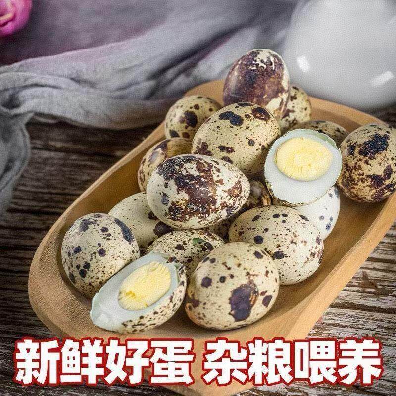无抗养殖新鲜鹌鹑蛋生蛋新鲜农家散养礼盒孕产妇滋补营养宝宝辅食