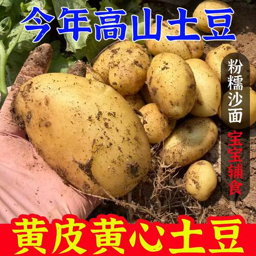 新鲜现挖黄皮黄心土豆