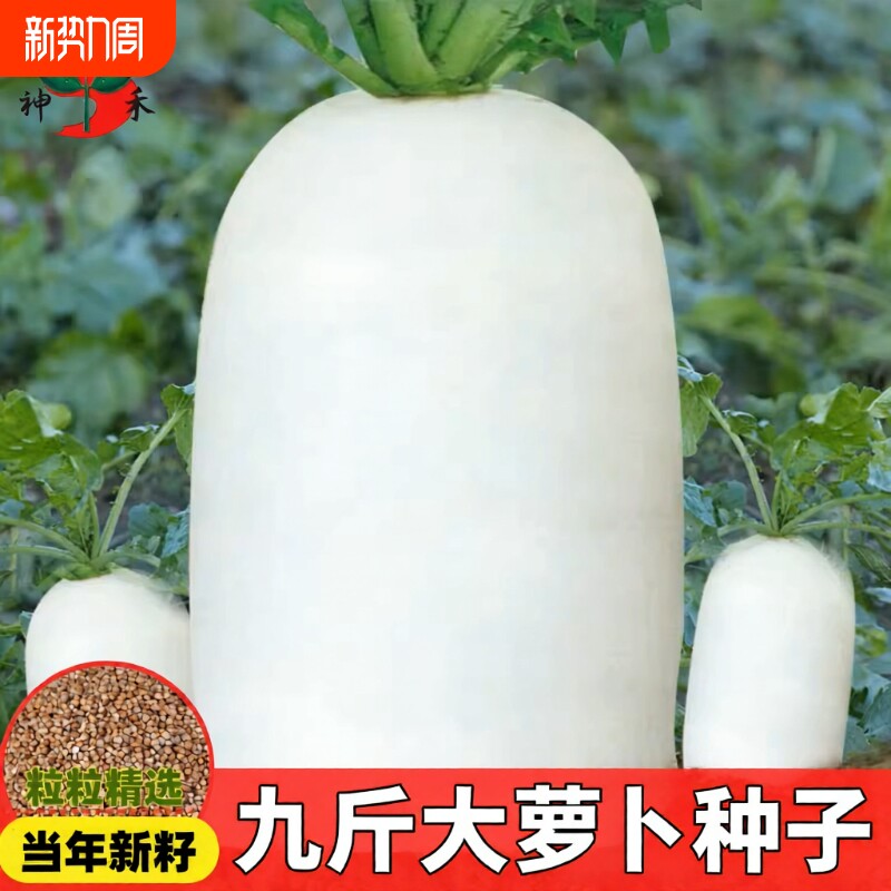 夏季夏抗40白萝卜种子大全水果萝卜籽蔬菜种子红萝卜大萝卜九斤