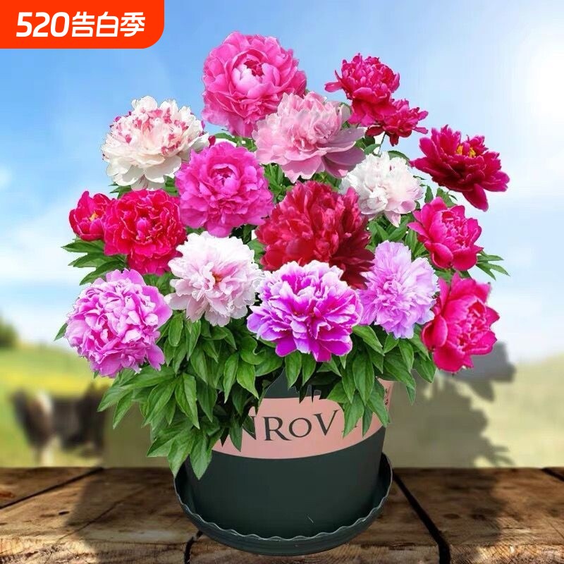 【带牙】重瓣芍药花根块阳台庭院耐寒四季盆栽花卉绿植春季开花好