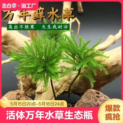 万年藓水草雨林缸生态瓶鱼缸水族箱盆景微景观造景耐活耐低温趣味