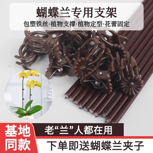 蝴蝶兰花支架兰夹子支撑杆