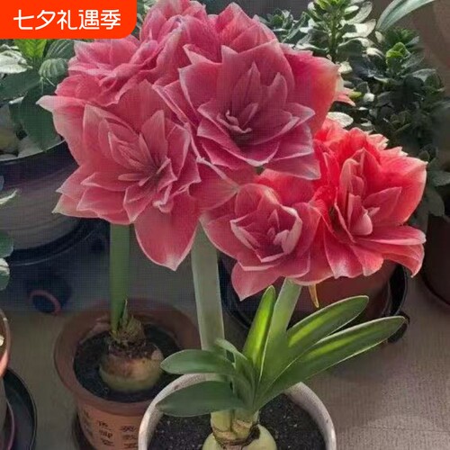 朱顶红种球花球盆栽球根花卉四季开花阳台种苗耐热花盆耐寒种植