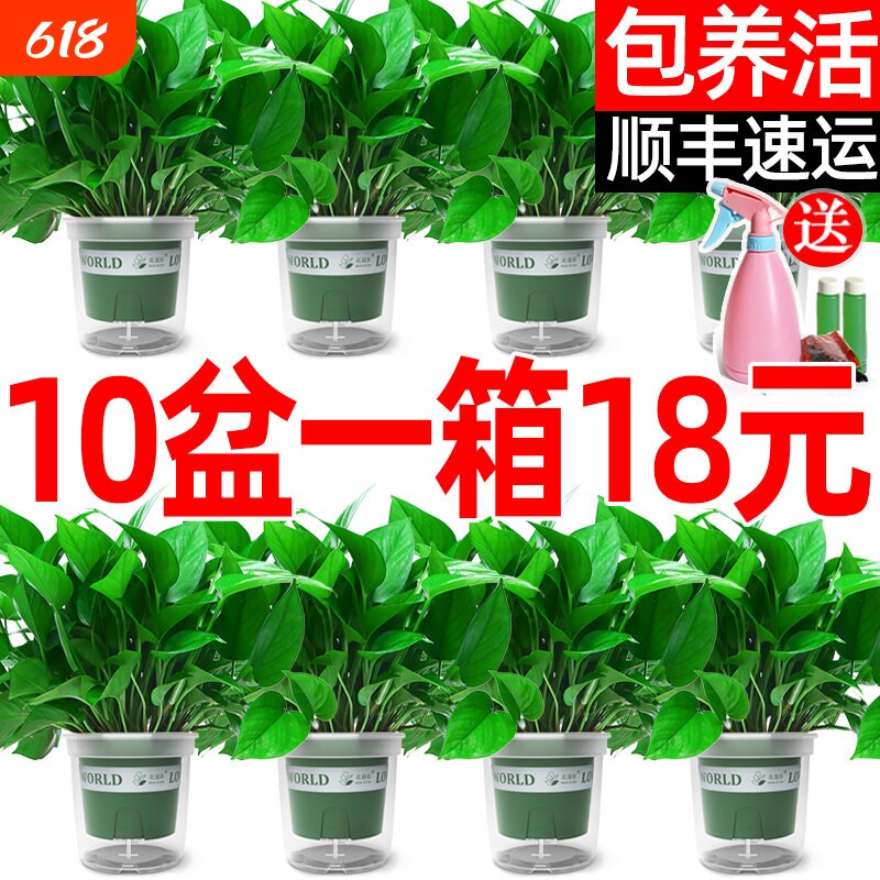 绿萝盆栽植物室内吸除甲醛花卉水培客厅绿植长藤垂吊绿箩净化空气