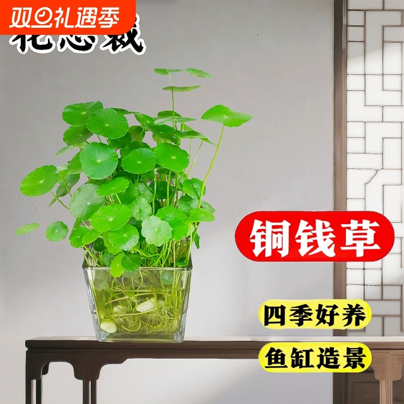 铜钱草水培植物盆栽室内小绿植水养鱼缸造景金钱草四季好养活桌面