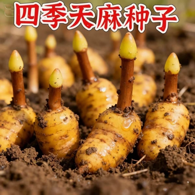 名贵中药材天麻种子好种植秋冬种植高产蔬菜种高发芽率种植-WZN