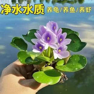水葫芦凤眼莲净化水质水培绿植池塘园林庭院养鱼水草龟缸造景植物
