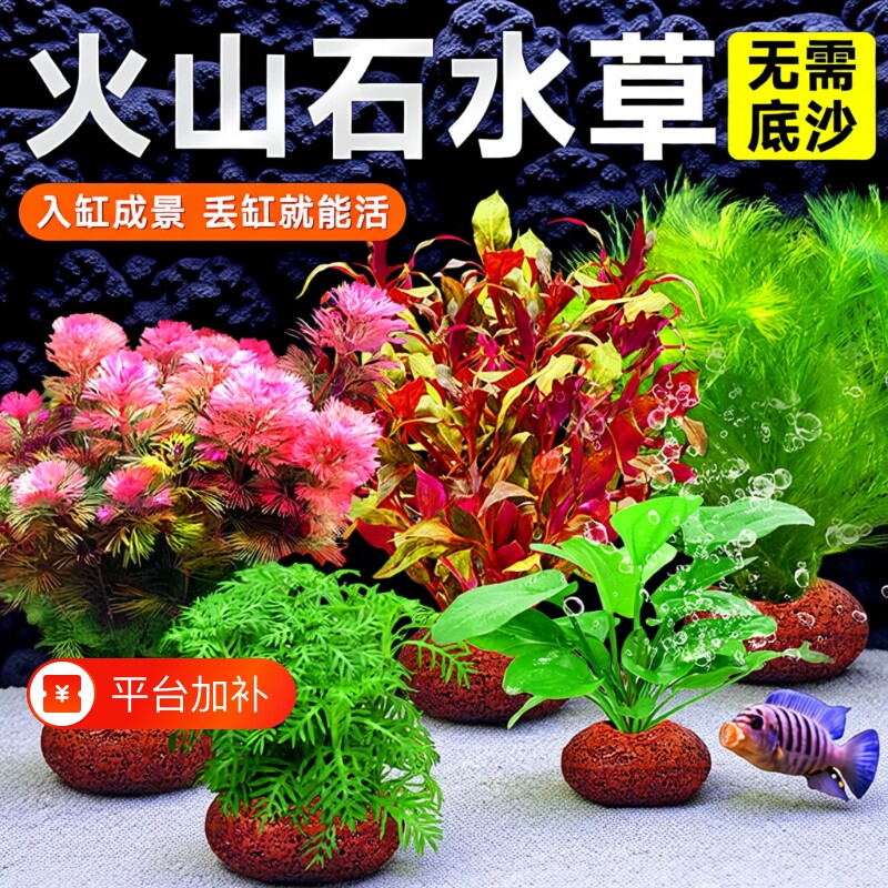鱼缸火山石水草植物造景装饰专用真草水培蜈蚣草绿菊净化水质养鱼