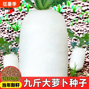 种子夏季夏抗40白萝卜大全水果萝卜籽蔬菜红萝卜大萝卜萝卜种九斤