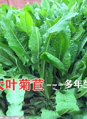 菊苣草种籽大叶多年生兔子牛鱼鸡鸭鹅养殖四季牧草种子种植高产