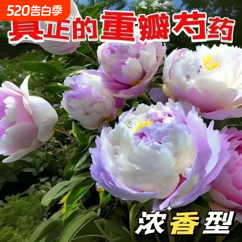 带芽发货重瓣芍药花苗浓香花卉正宗牡丹四季开花好养阳台出浴杨妃
