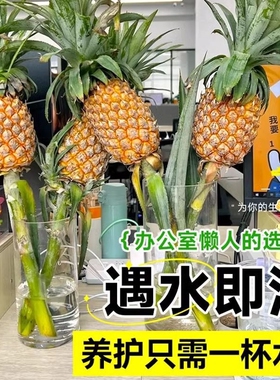 四季迷你菠萝香水凤梨可