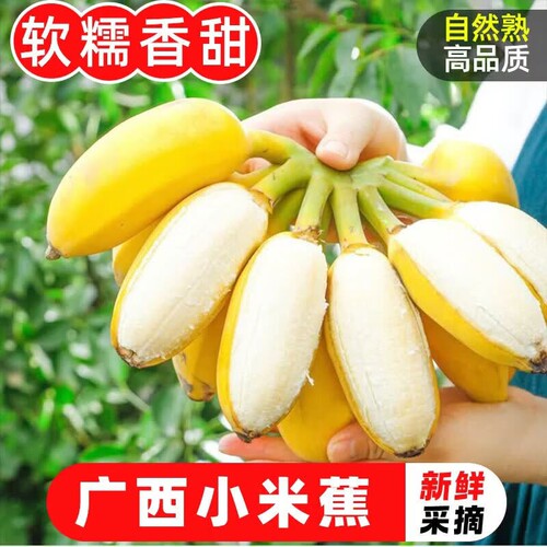 广西小米蕉香蕉当季新鲜水果
