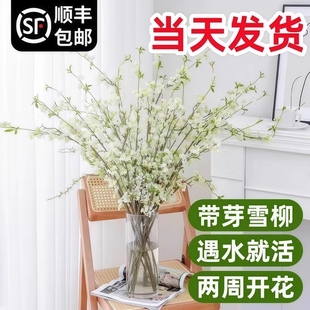 雪柳鲜枝干枝水培植物室内重瓣喷雪花卉盆栽水养鲜花干支遇水开花