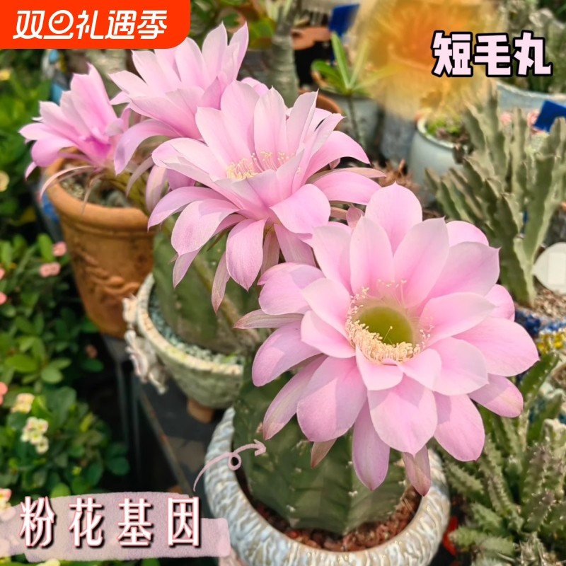 【粉花版】短毛丸会开花植物仙人球多肉组合盆栽防辐射办公桌好养