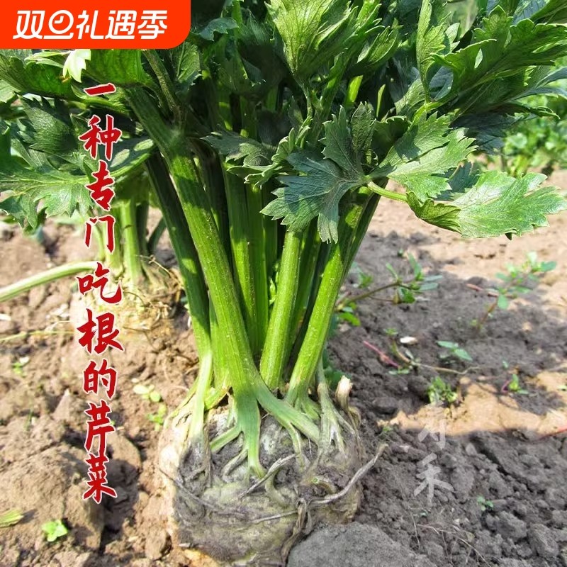 根芹种孑四季小香芹菜籽阳台庭院种植易活高产西芹耐寒耐热蔬菜子